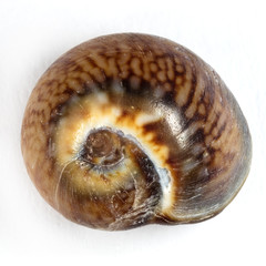 Sea shell