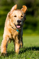 Golden Retriever Running on Field