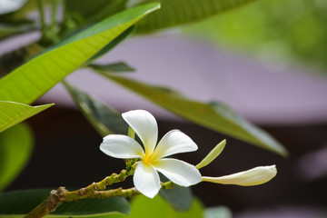 白いモクレン花