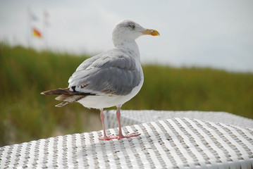 Gull, standing on a beach chair