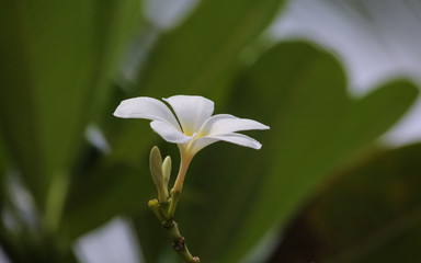 白いモクレン花