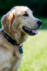 Golden Retriever on Field