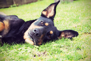 Dobermann Mischling Portrait