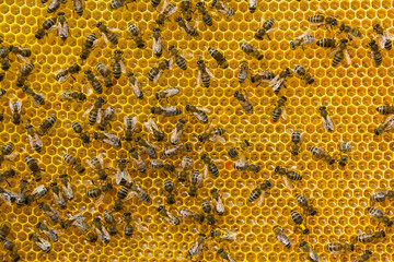 Conversion nectar into honey