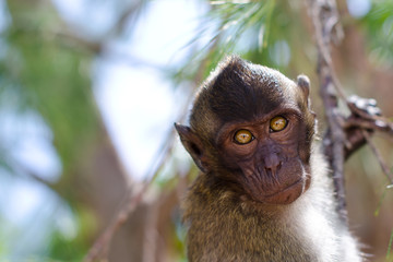 Thailand Little monkey