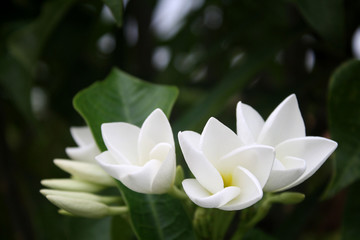 Fototapeta premium fleur