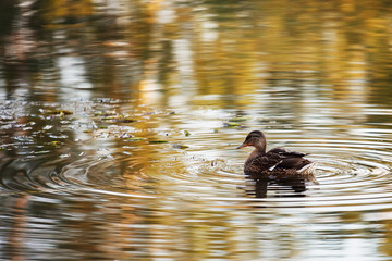Duck swimming in lake.