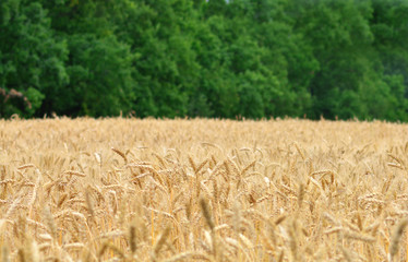 Wheat field with forest on the background