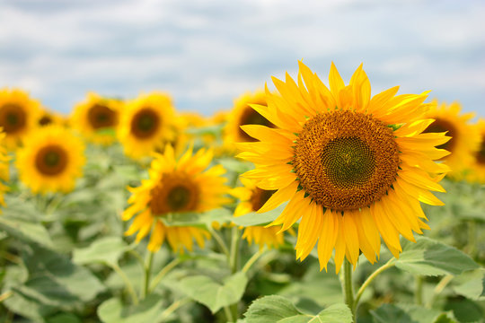 Sunflower background © Dmytro