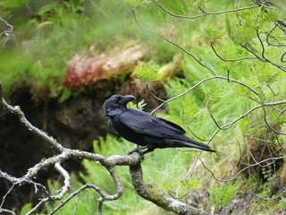 Raven