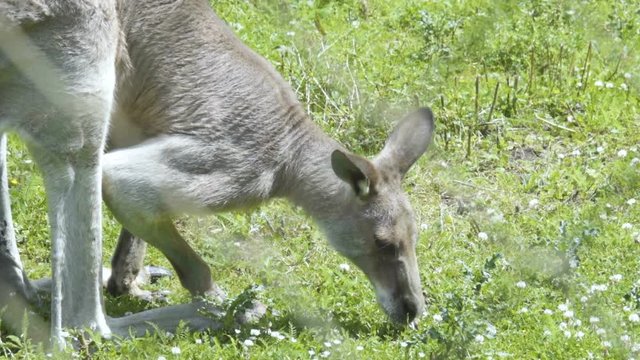Kangaroo is eating grass