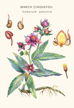 Botanical water color illustration of a herb of Purple Marshlocks (comarum palustre), or swamp cinquefoil, marsh cinquefoil.