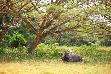 Big black bull lying under the tree.