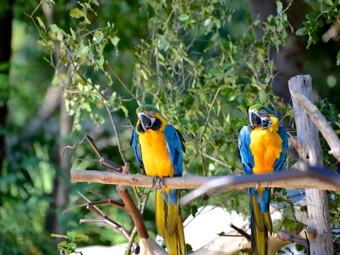 aras bleu blue & yellow macaw
