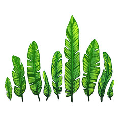 Banana leaves on a white background, tropical palm leaves. Vector botanical illustration, design elements.