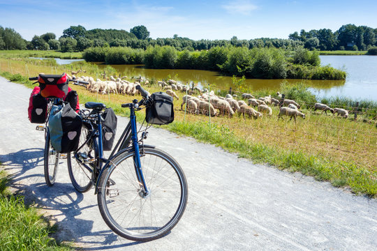 Fahrrad mit Gep&auml;ck und Schafe, EmsRadweg, Steinhorster Becken, Deutschland