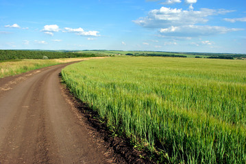 Road near the field with green wheat (oats) on the hills, countryside on the background, cloudy sky, Ukraine