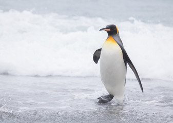 Fototapeta na wymiar King penguin on beach Salisbury plain