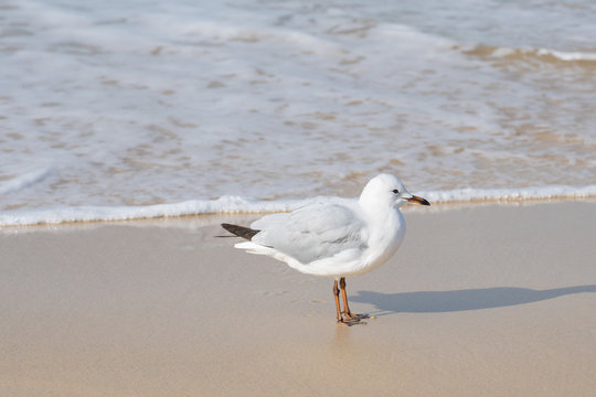 Cute Seagull standing on a sand beach background. 