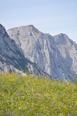 Fototapeta na wymiar Bavarian Alps with flowers