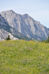 Bavarian Alps with flowers