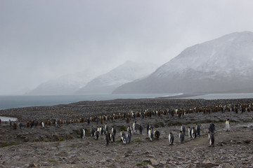 Largerst king penguin colony, South georgia