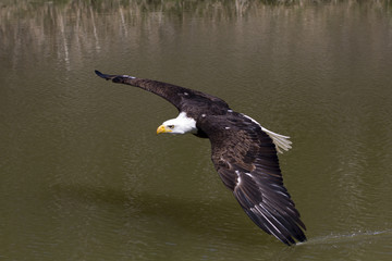 Eagle Flying over Pond