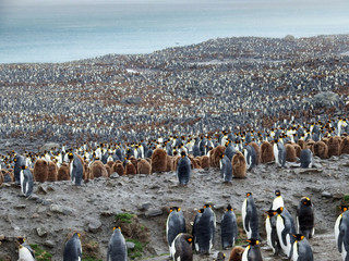 Obraz premium Largerst king penguin colony, South georgia