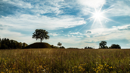 the sun goes down behind a lonely tree