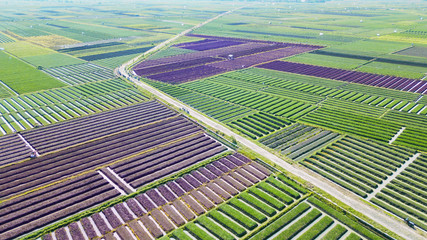 Aerial landscape of red onion field