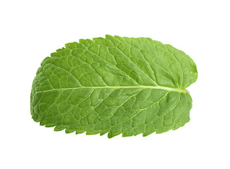 Obraz premium Fresh lemon balm leaf on white background