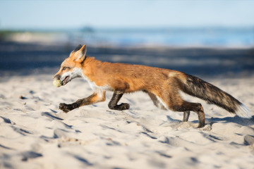 happy young fox running on a beach with a ball