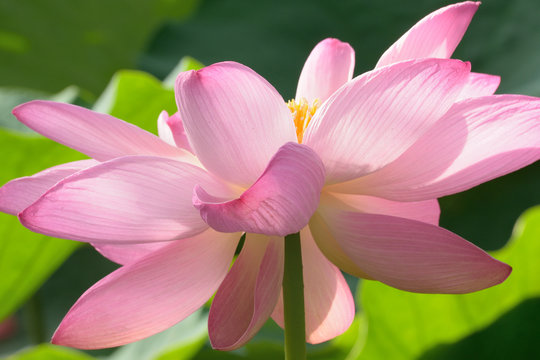 Macro texture of Japanese Pink Lotus flower with sunshine in horizontal frame