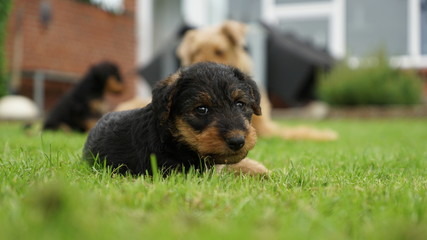 Puppy look up from sleep.