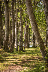 Fototapeta premium Summer walk in the woods