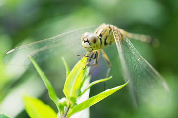 Closeup Dragonfly.