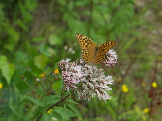 Obraz premium Hindheel