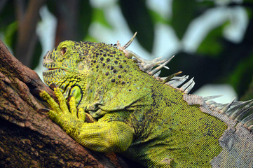 Grüner Leguan