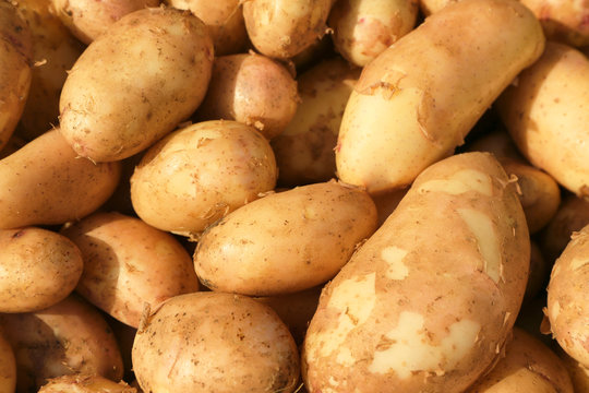 Pile of new potatoes, closeup
