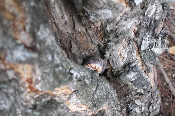 single snail in a hole on tree trunk