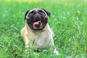 Cute dog lying on green grass