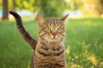 Cute tabby cat in park