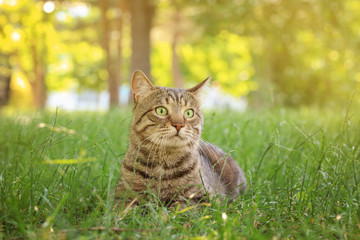 Naklejka na ściany i meble Cute cat lying on green grass in park