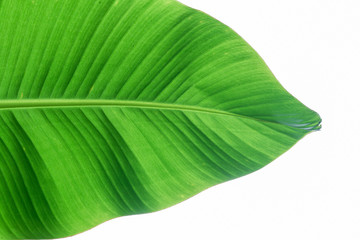 Texture of fresh green banana leaf on background