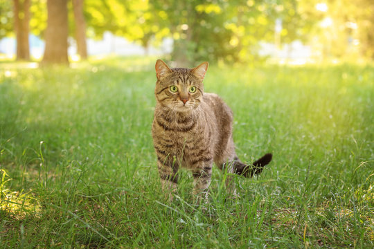 Cute tabby cat in park