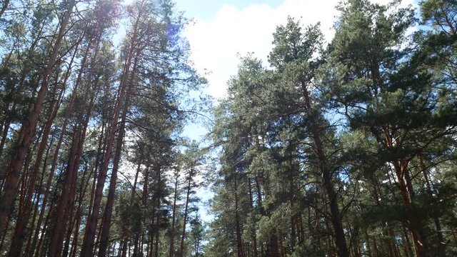 Coniferous forest, sunlight. Sunlight through the pines, calm movement.