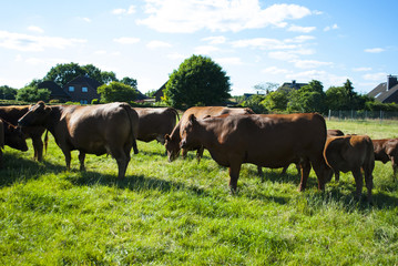 Obraz premium Angus Rinder / Kälber auf Weide im Sommer in Schleswig-Holstein, Deutschland in artgerechter Tierhaltung