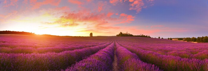 Panorama of lavender field at sunrise, Provence, France