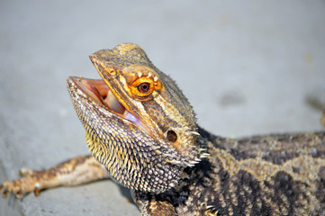 Bartagame sonnt sich