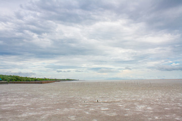Mangrove with the sky, with stick in the dirt, silence and desolation.